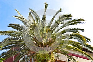 Beautiful palm tree leaves under blue sky