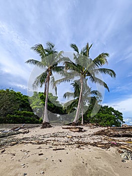 Beautiful palm tree lined shoreline beach in Santa teresa, Costa Rica.