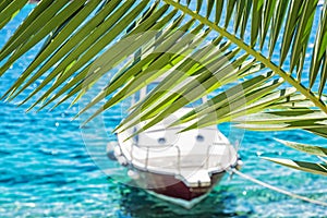 Beautiful palm tree and little boat in Maslinica, Solta island,