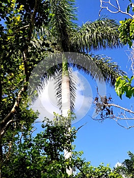 Beautiful palm tree looking skyward.