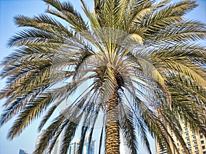 Beautiful Palm Tree with Nice Blue Sky Background