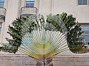 Beautiful palm tree in Old San Juan , Puerto Rico