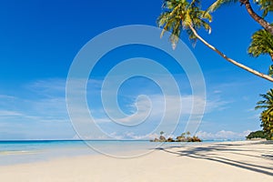 Beautiful palm tree over white sandy tropical beach. Sea and Boracay island in the background. Summer nature view.