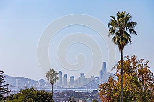 a beautiful palm tree with the San Francisco Skyline in the background