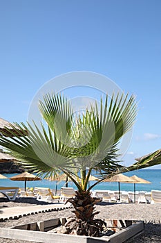 Beautiful palm tree on sea beach at resort