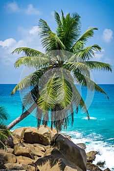 Beautiful palm tree on tropical beach, La Digue, Seychelles