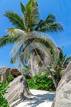 Beautiful palm tree on tropical beach, La Digue, Seychelles