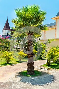 Beautiful palm tree in a tropical park under the sun