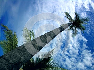 Beautiful palm tree vs. the blue sky photo