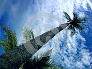 Beautiful palm tree vs. the blue sky