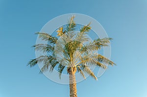 Beautiful palm trees against the background of blue sky in bright sunlight. Beautiful nature