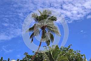Beautiful palm trees at the beach on the paradise islands Seychelles