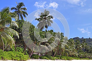 Beautiful palm trees at the beach on the paradise islands Seychelles