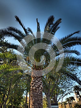 Beautiful palm trees in a beautiful historic town in Malaga, Spain