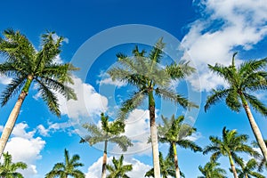 Beautiful palm trees on blue sky.
