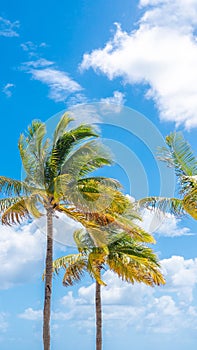 Beautiful Palm trees in blue sky background