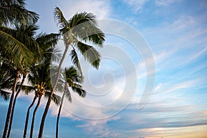 Beautiful palm trees with a blue sky in Waikiki Honolulu Hawaii