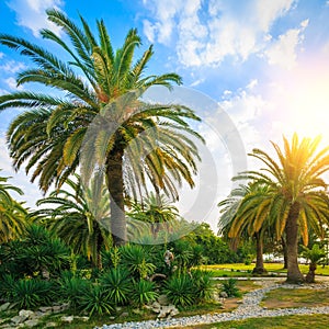 Beautiful palm trees, bushes and footpaths on the background of the blue sky and bright sun