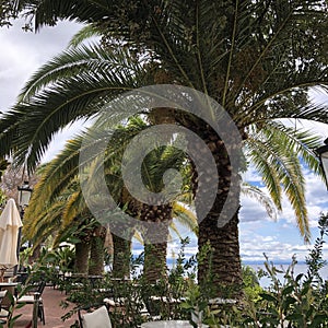 Beautiful palm trees and cafes on the sea in Croatia, Opatija. travel