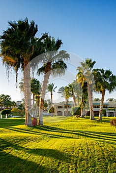 Beautiful palm trees and green lawn