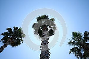 Beautiful palm trees with green leaves against blue sky, low angle view