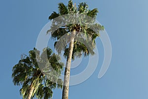 Beautiful palm trees with green leaves against blue sky, low angle view