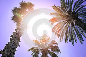 Beautiful palm trees with green leaves on sunny day, low angle view