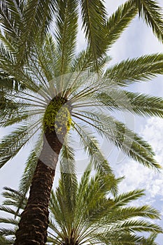 Beautiful palm trees in the park. Nature in the tropics