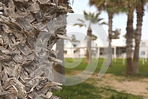 Beautiful Palm Trees in the park. Palm Trees on Picturesque Coast on Cyprus Island near the hotel. Perspective View. Panorama of