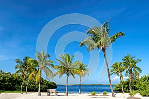 Beautiful palm trees in sunny beach