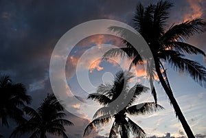 Beautiful Palm Trees at Sunset photo