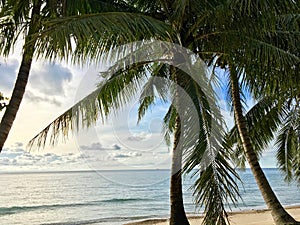 Beautiful palm trees on the tropical cost beach of Pulau Tioman, Malaysia 2019
