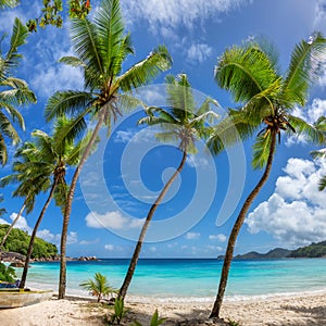Beautiful palm trees on tropical Sunny beach