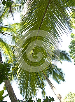 Beautiful palms at the beach