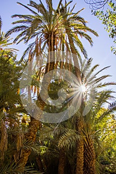 Beautiful palms in oasis close to Tinghir, Morocco, Africa