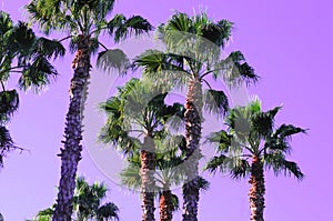 Beautiful palms on purple sky