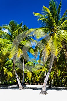Beautiful palms on sandy beach