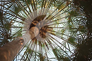 A beautiful Palms tree shade Livistona votundifolia background