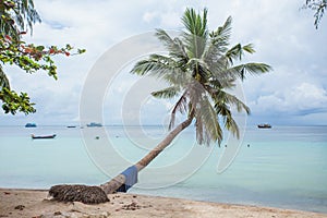 Beautiful palmtree on the beach