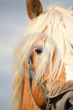 Beautiful palomino draught horse head close up