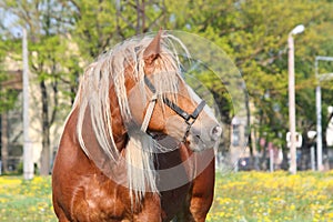 Beautiful palomino draught horse portrait