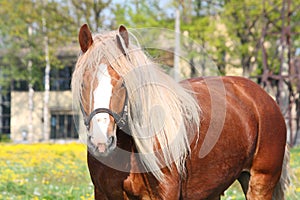 Beautiful palomino draught horse portrait