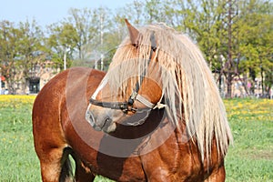 Beautiful palomino draught horse portrait