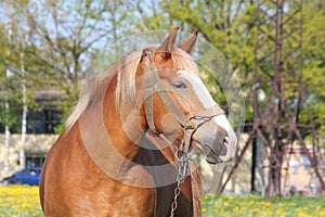 Beautiful palomino draught horse portrait