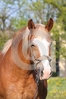 Beautiful palomino draught horse portrait