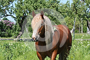 Beautiful palomino draught horse portrait