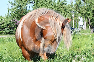 Beautiful palomino draught horse portrait