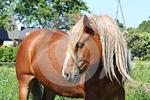 Beautiful palomino draught horse portrait