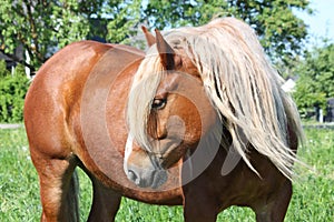 Beautiful palomino draught horse portrait photo