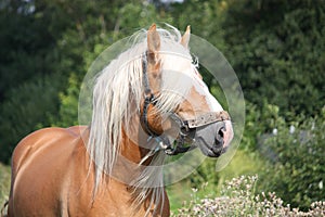 Beautiful palomino draught horse portrait